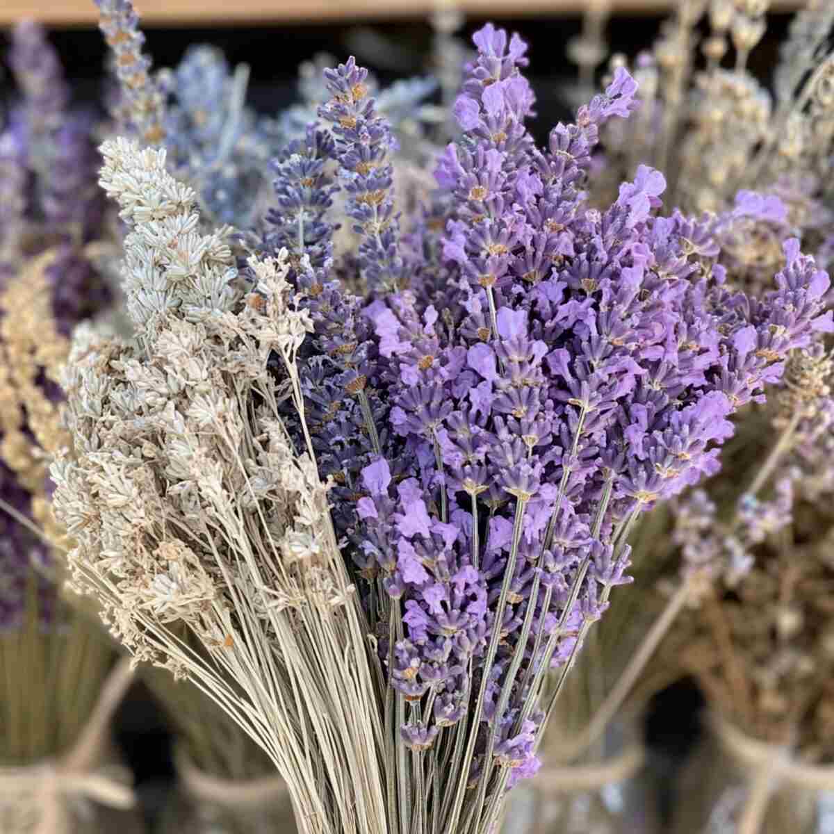 1. Lavender