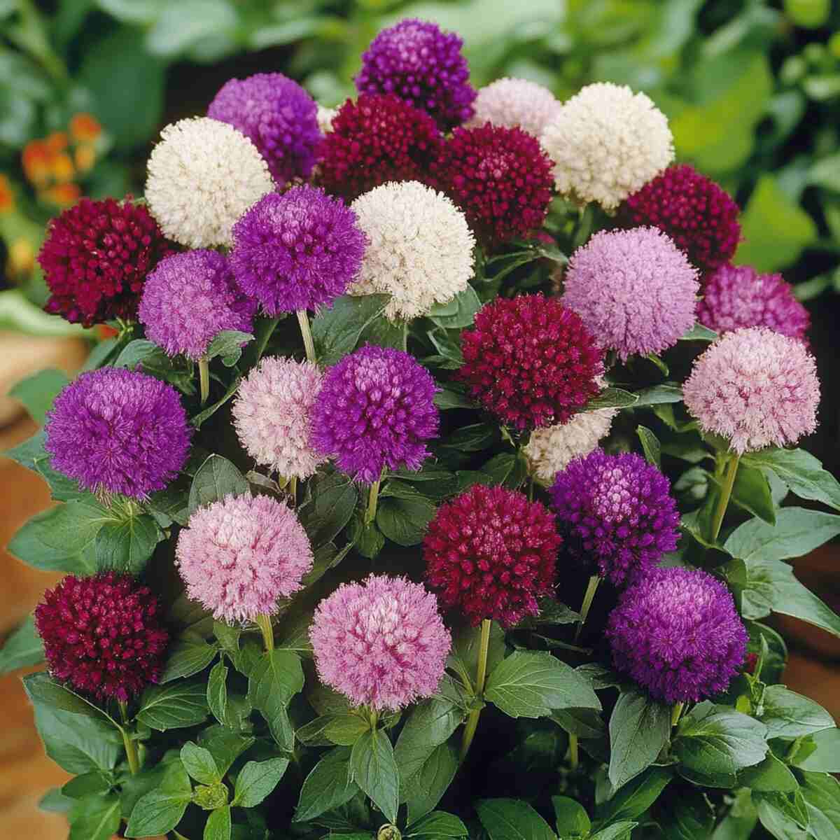 10. Globe Amaranth
