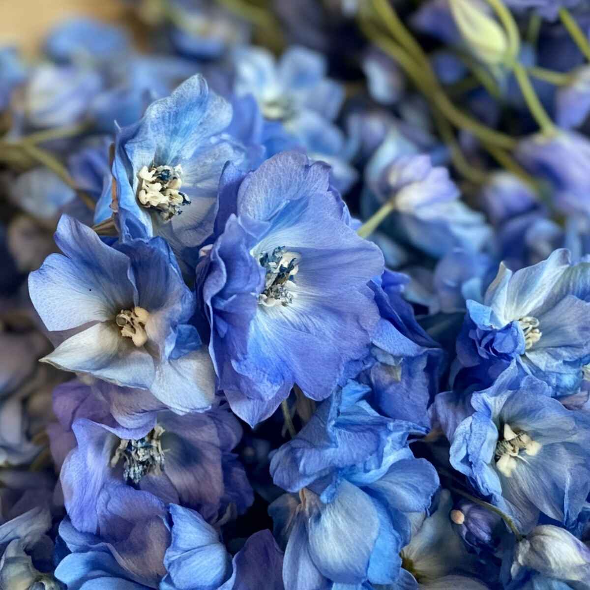 15. Delphinium