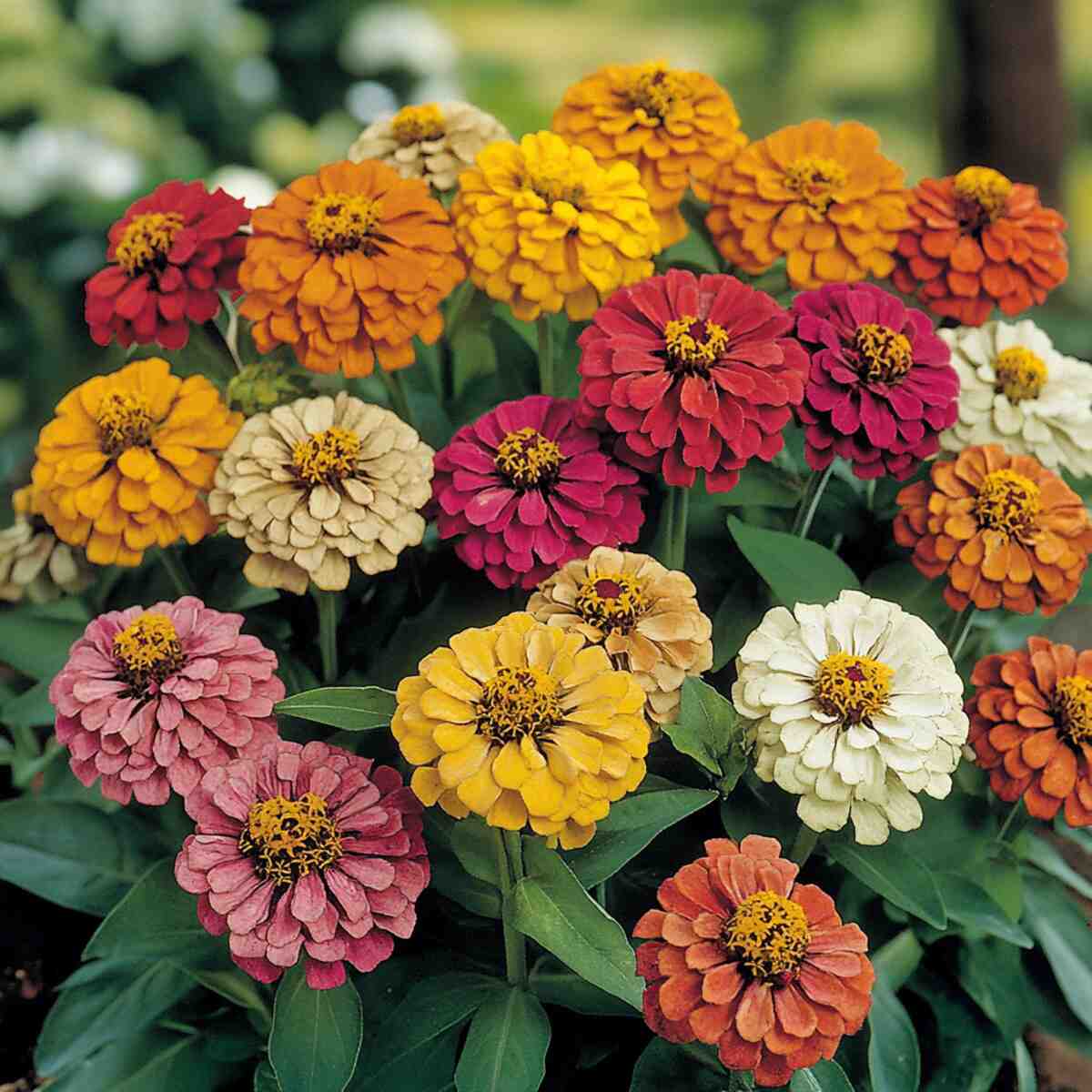 16. Zinnia