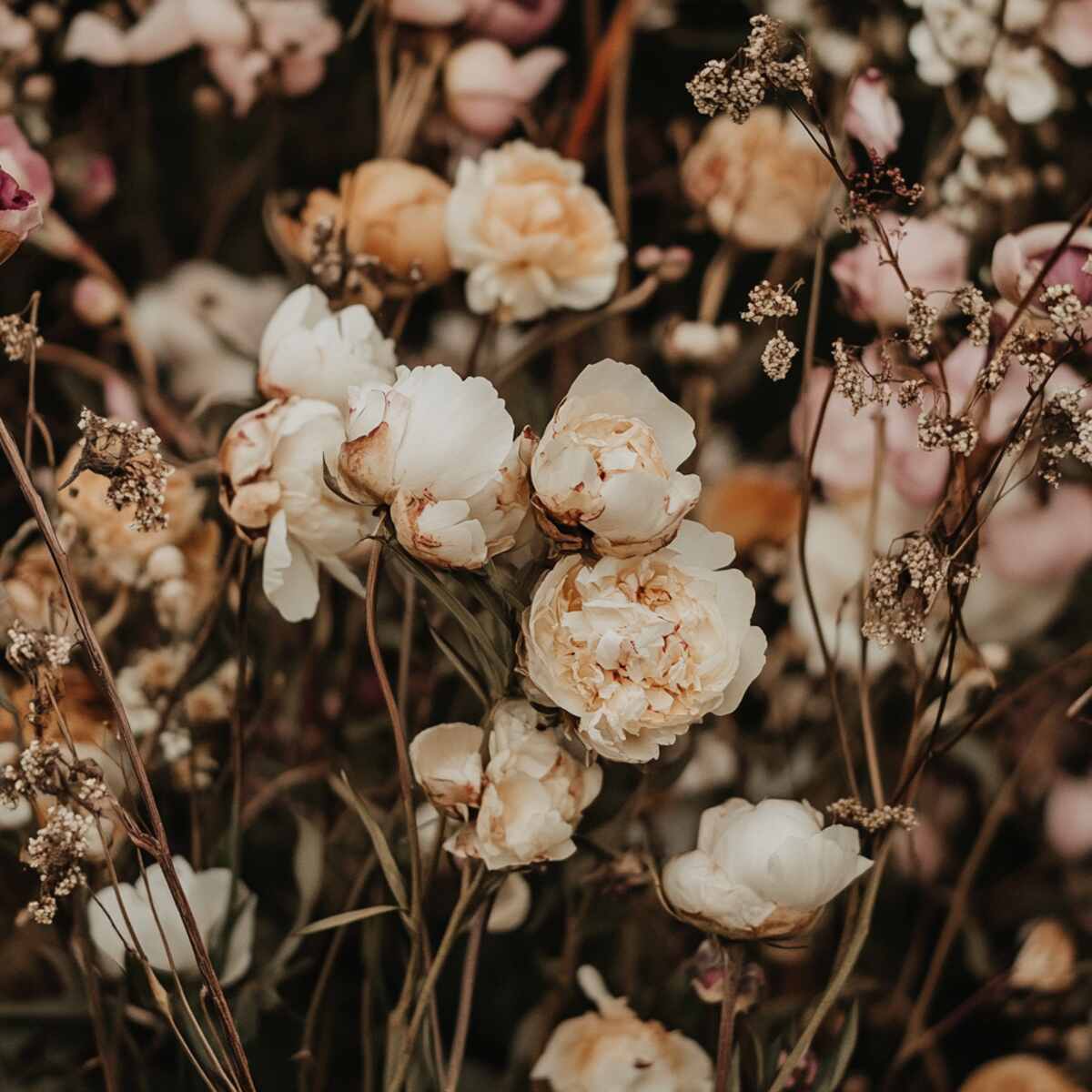 17. Peonies