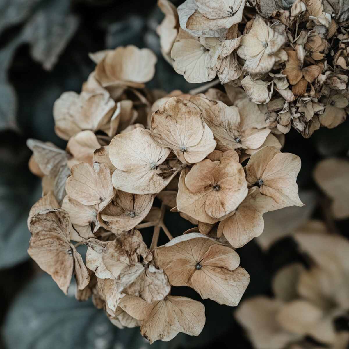 18. Hydrangea