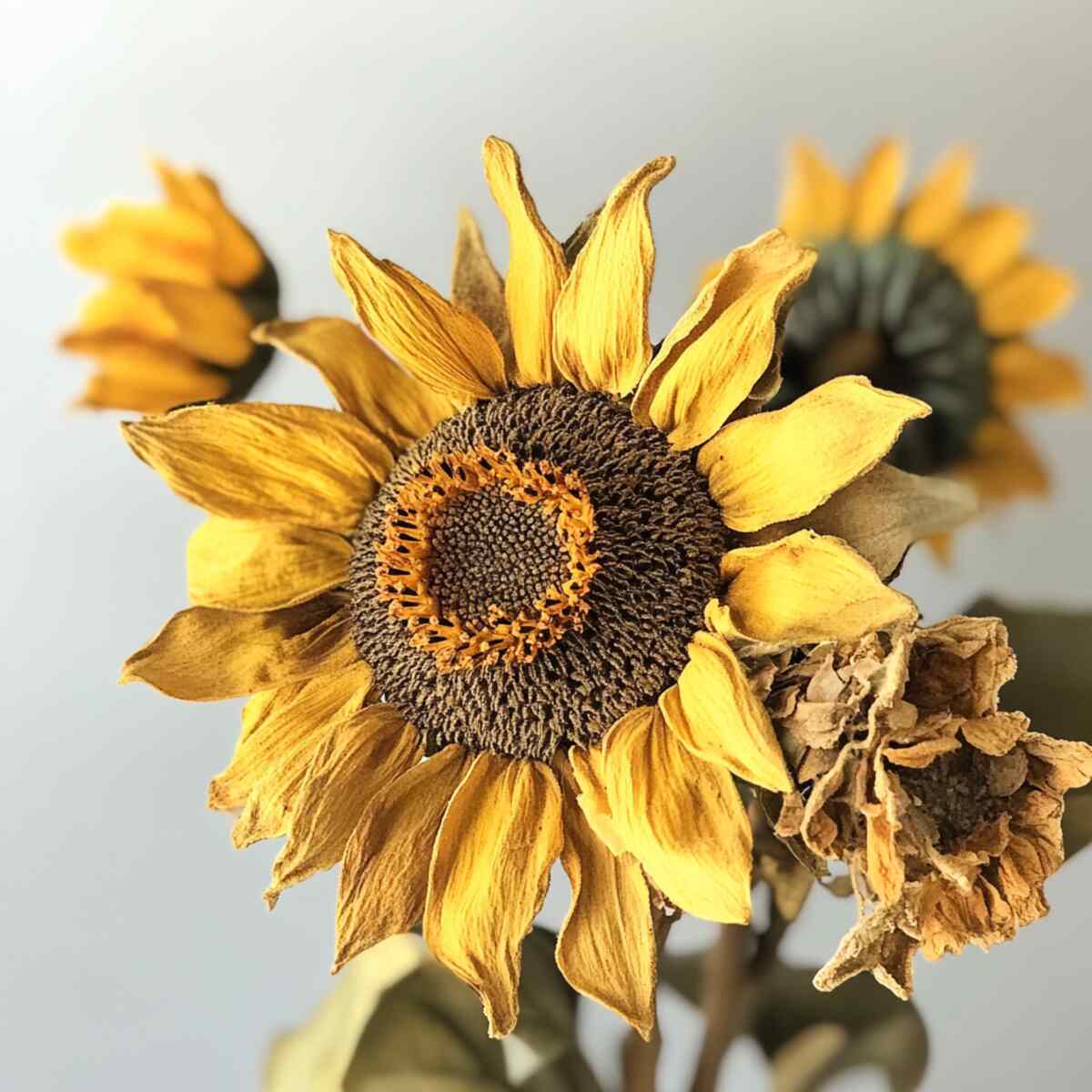 20. Sunflower