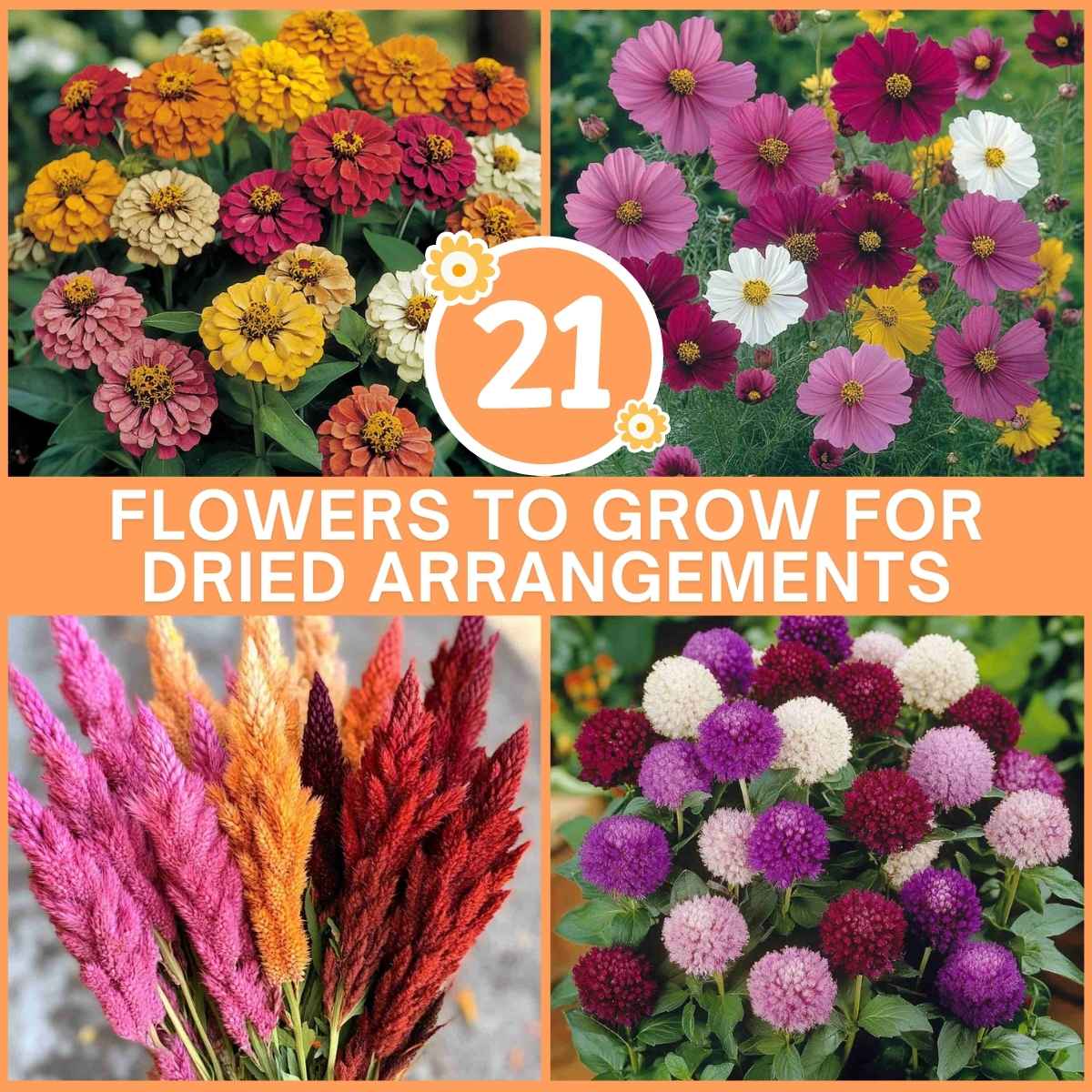 21 Flowers to Grow for Dried Arrangements