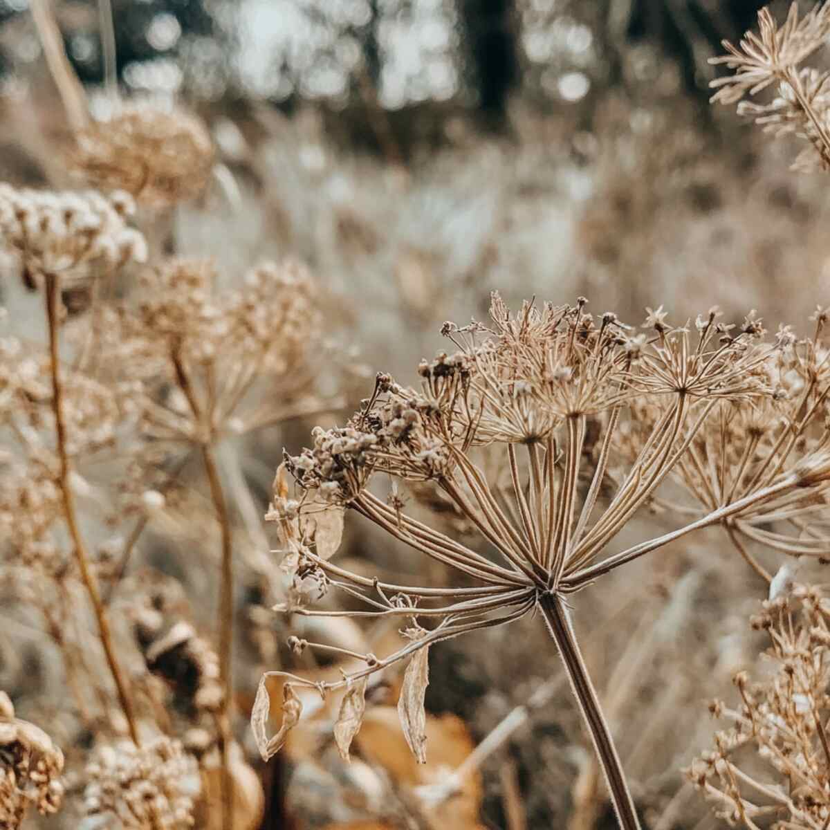 21. Dill Flowers
