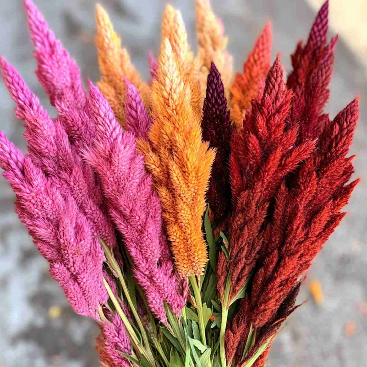 4. Celosia