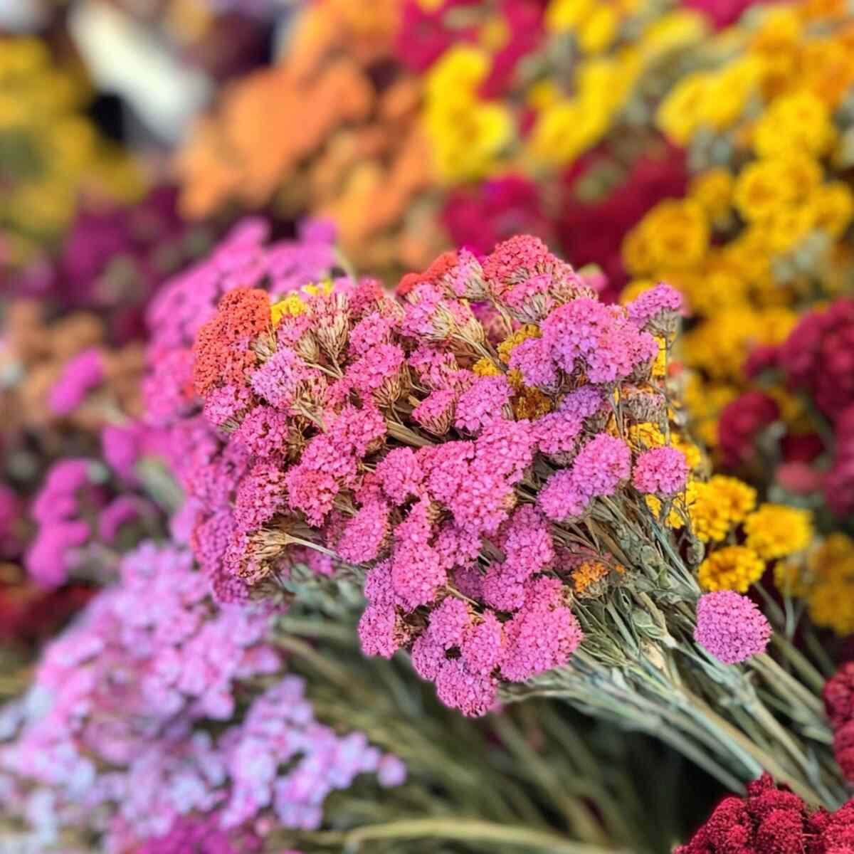 5. Yarrow