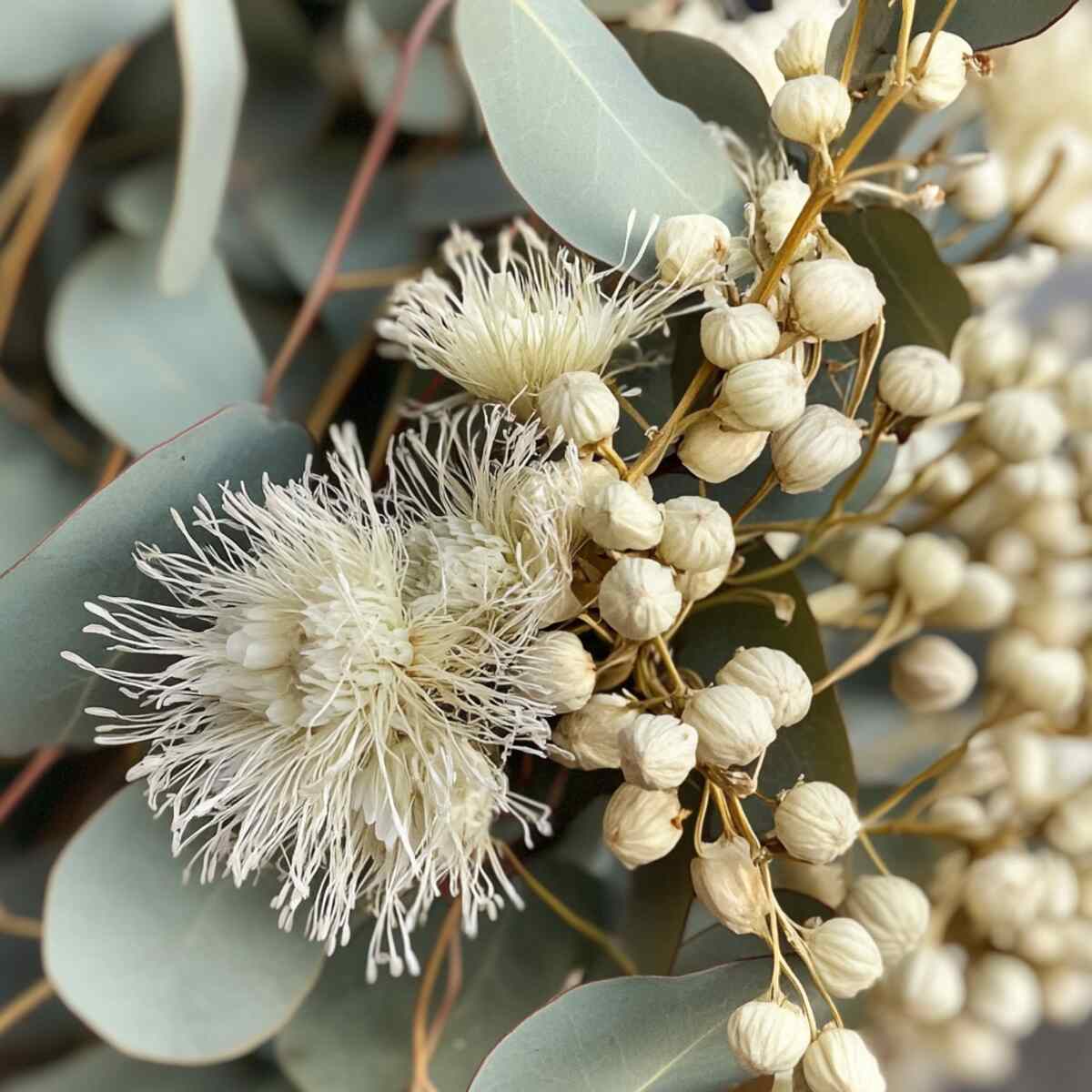 6. Eucalyptus