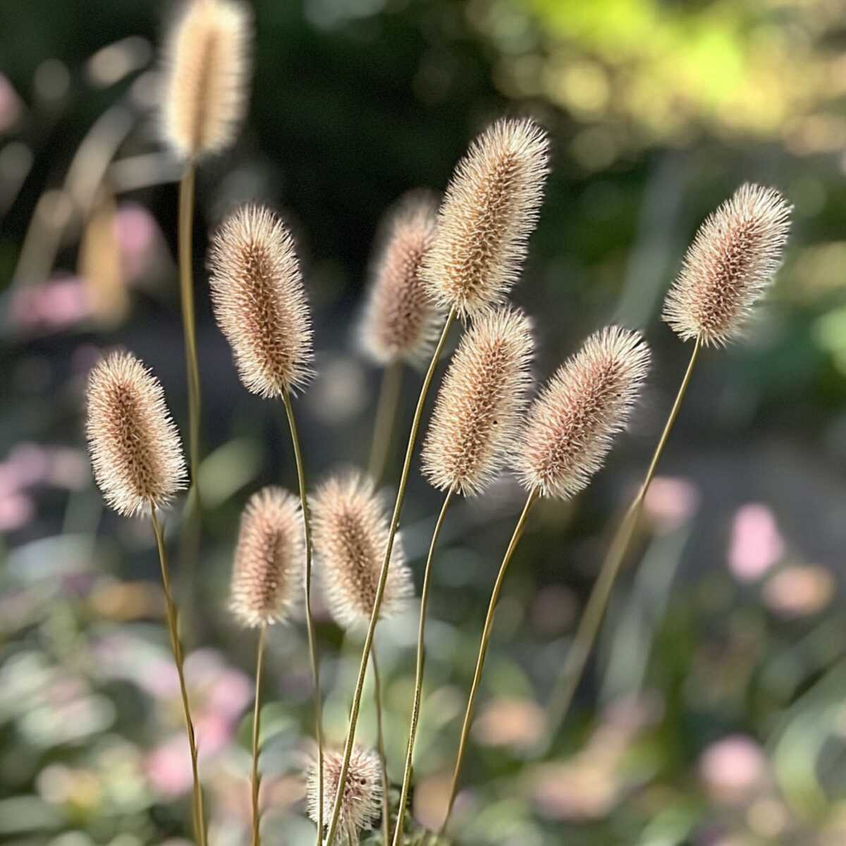 7. Bunny Tail Grass