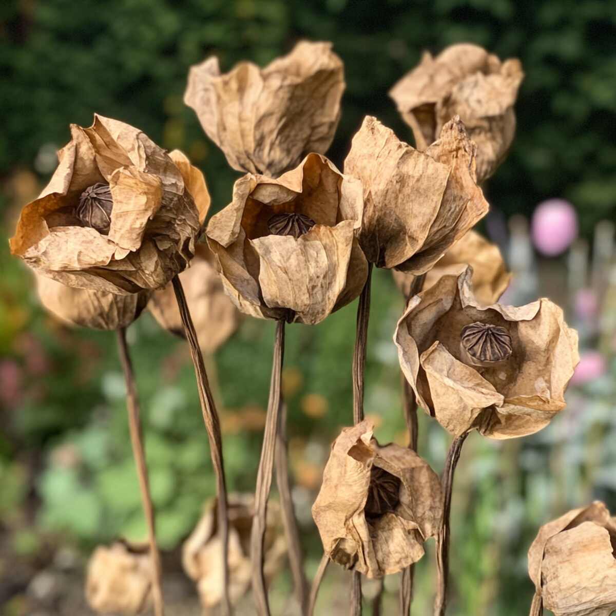 8. Poppy Pods