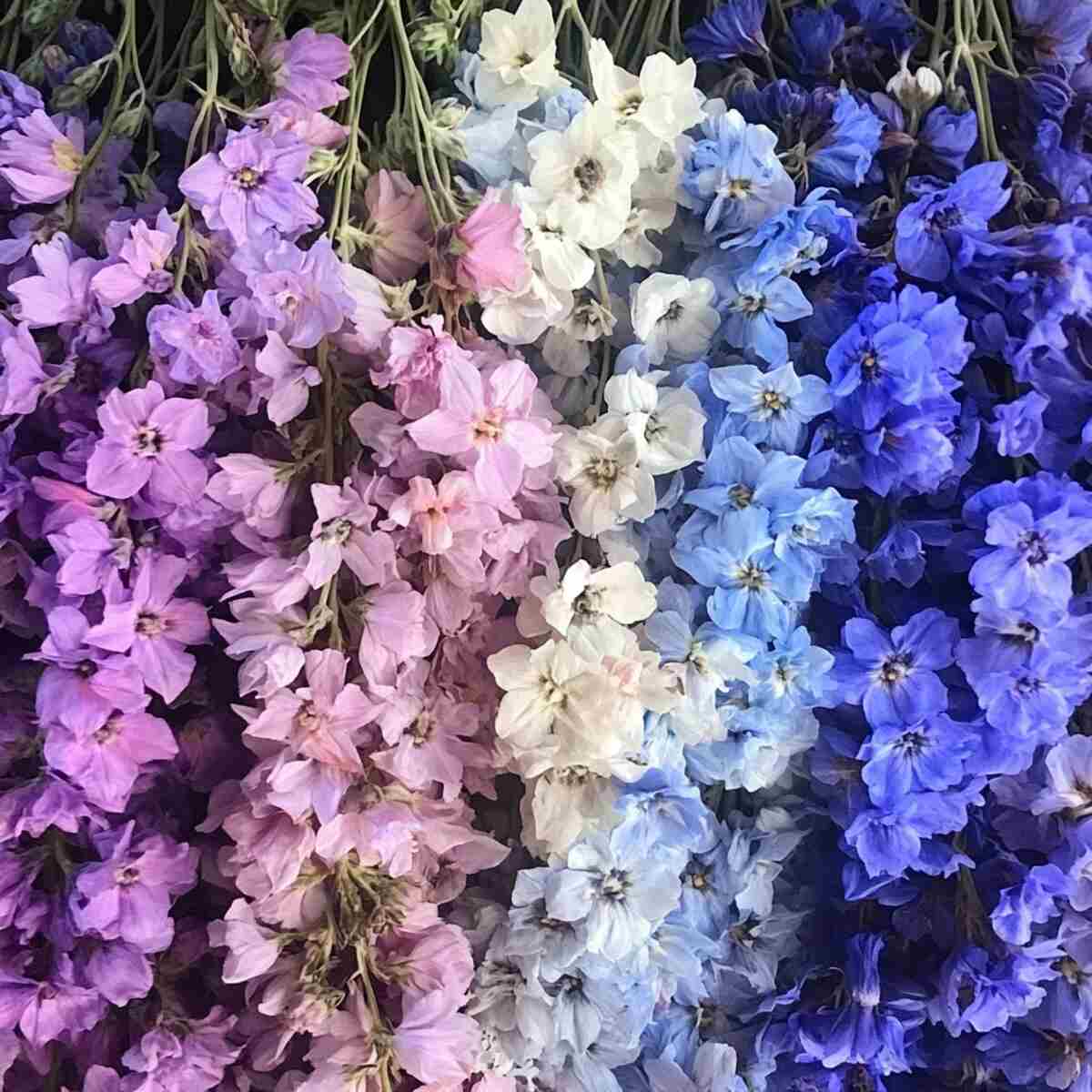 9. Larkspur