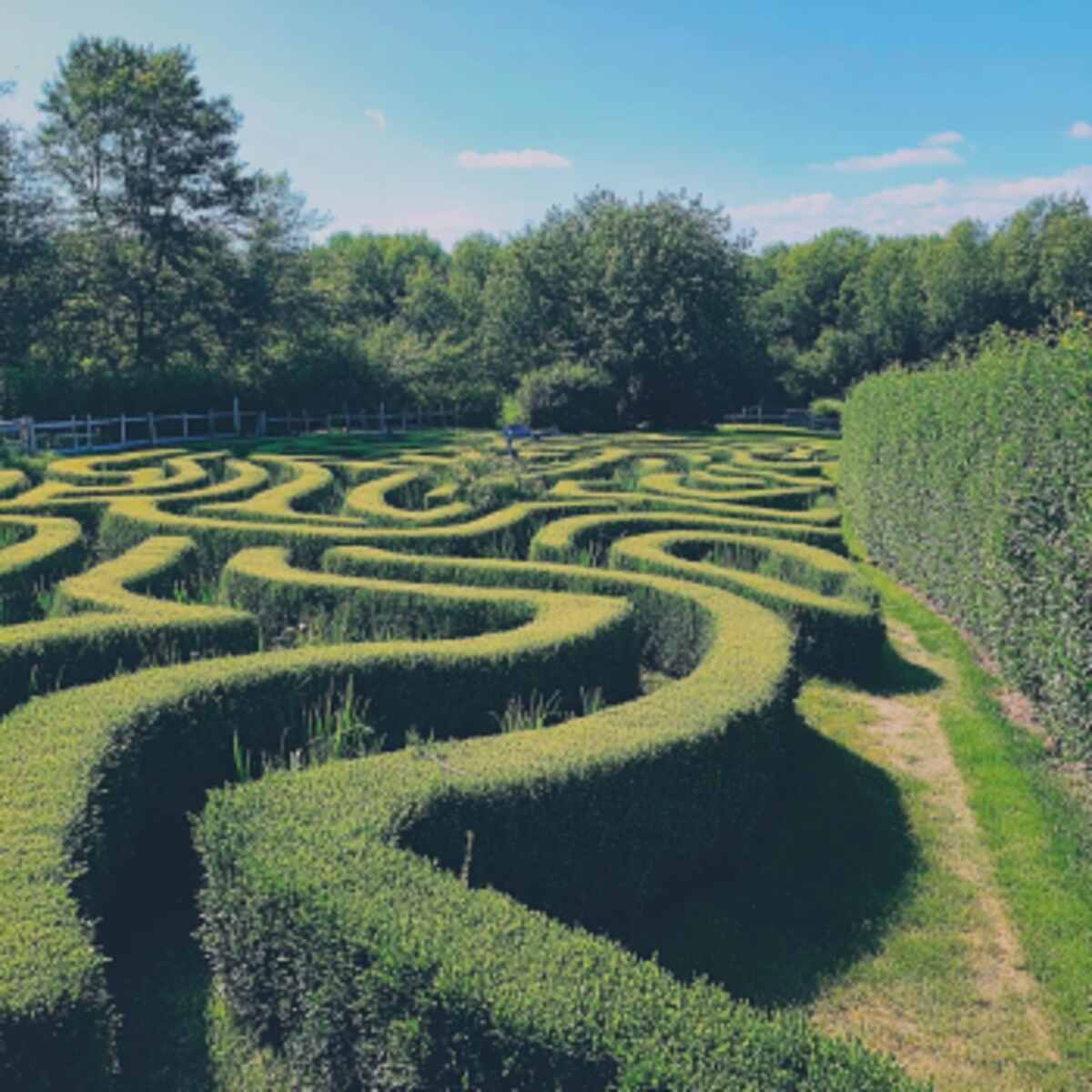 Hedge Maze Labyrinth