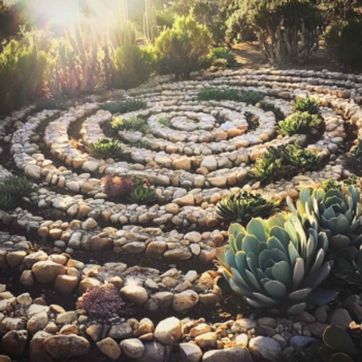 Succulent Rock Labyrinth