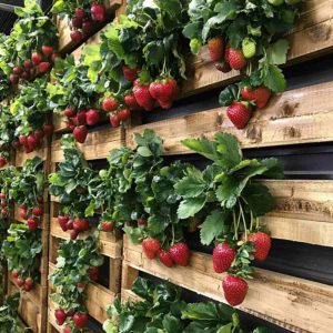 19 Clever Vertical Strawberry Tower Garden Ideas
