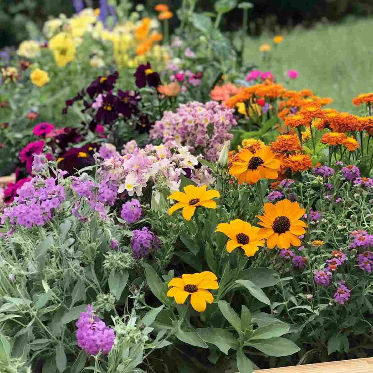 Edible Flower Bed-resized