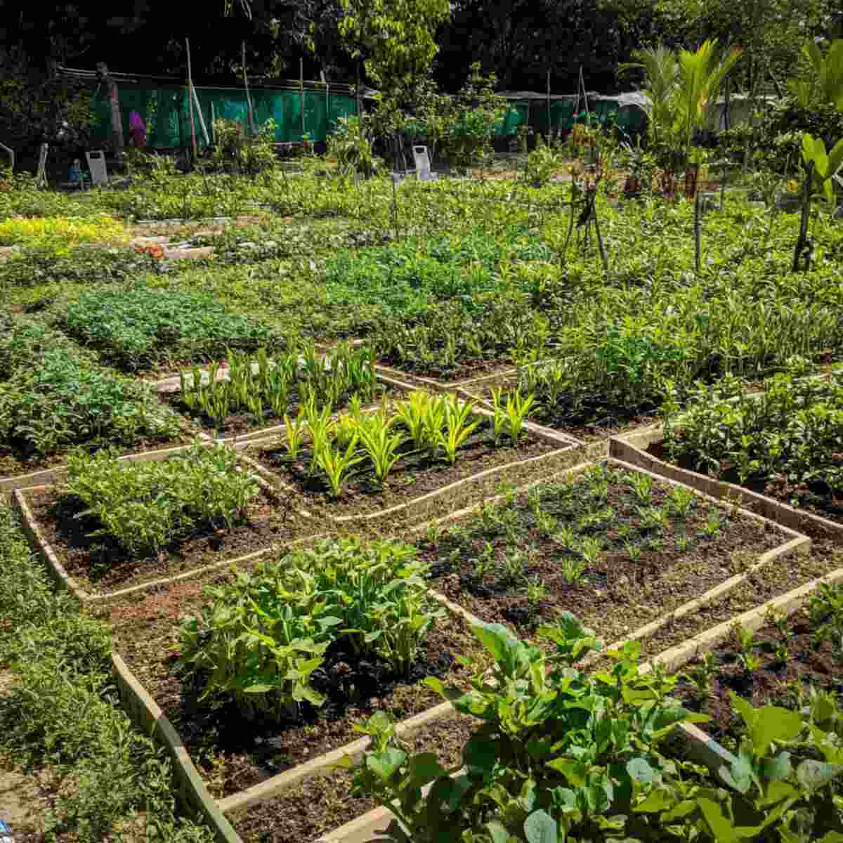 Medicinal Plant Plot-resized