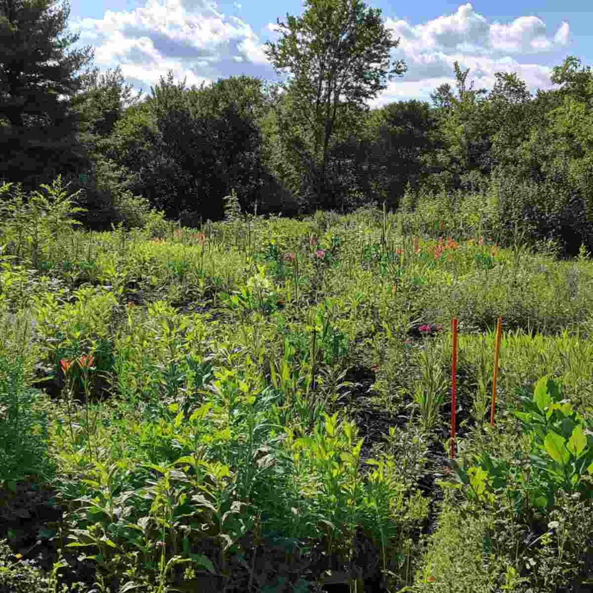 Native Plant Plot-resized