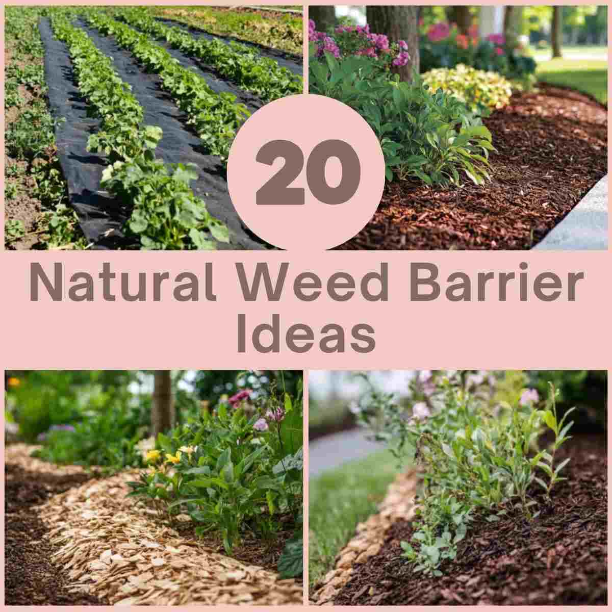 Natural Weed Barrier Ideas