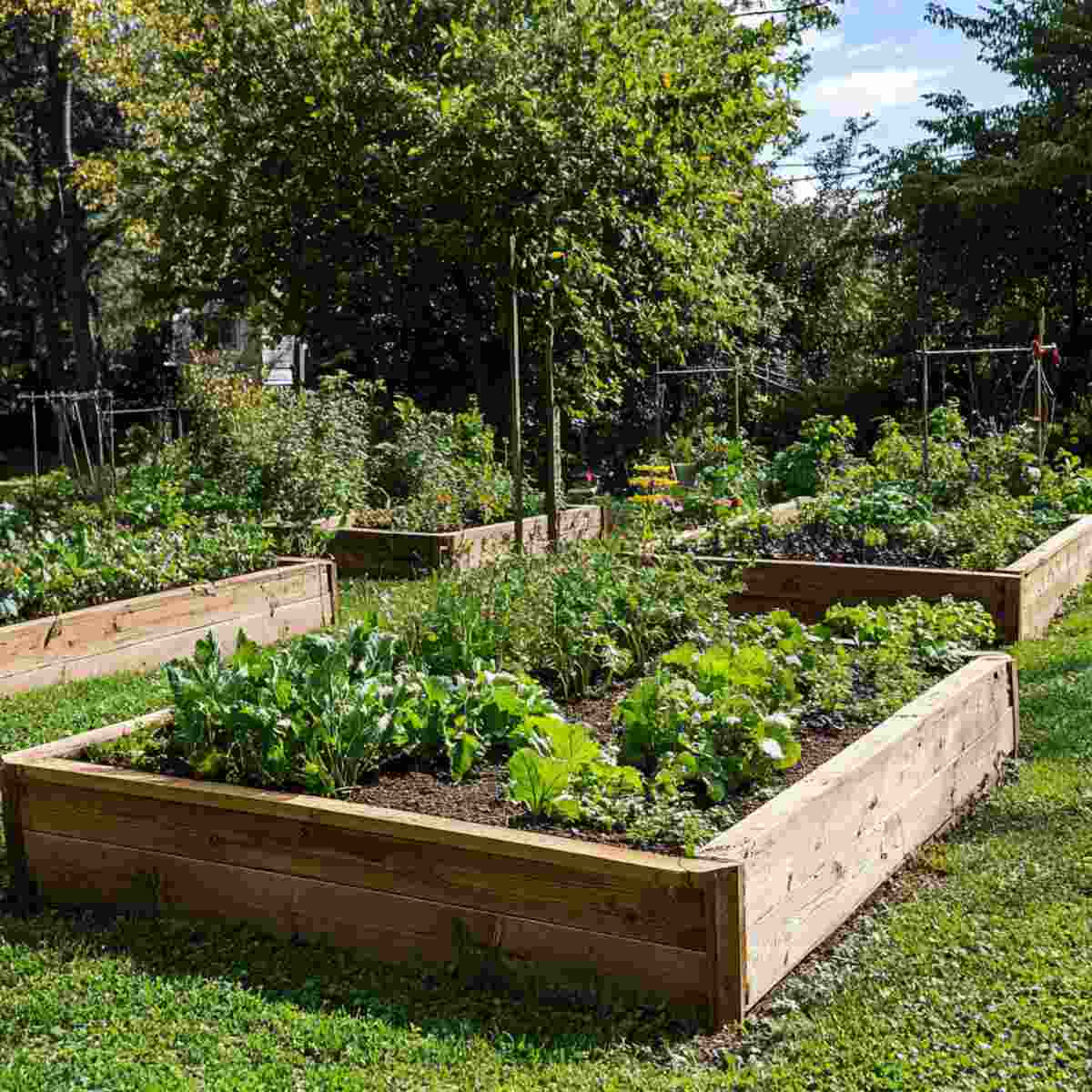 Raised Bed Garden-resized