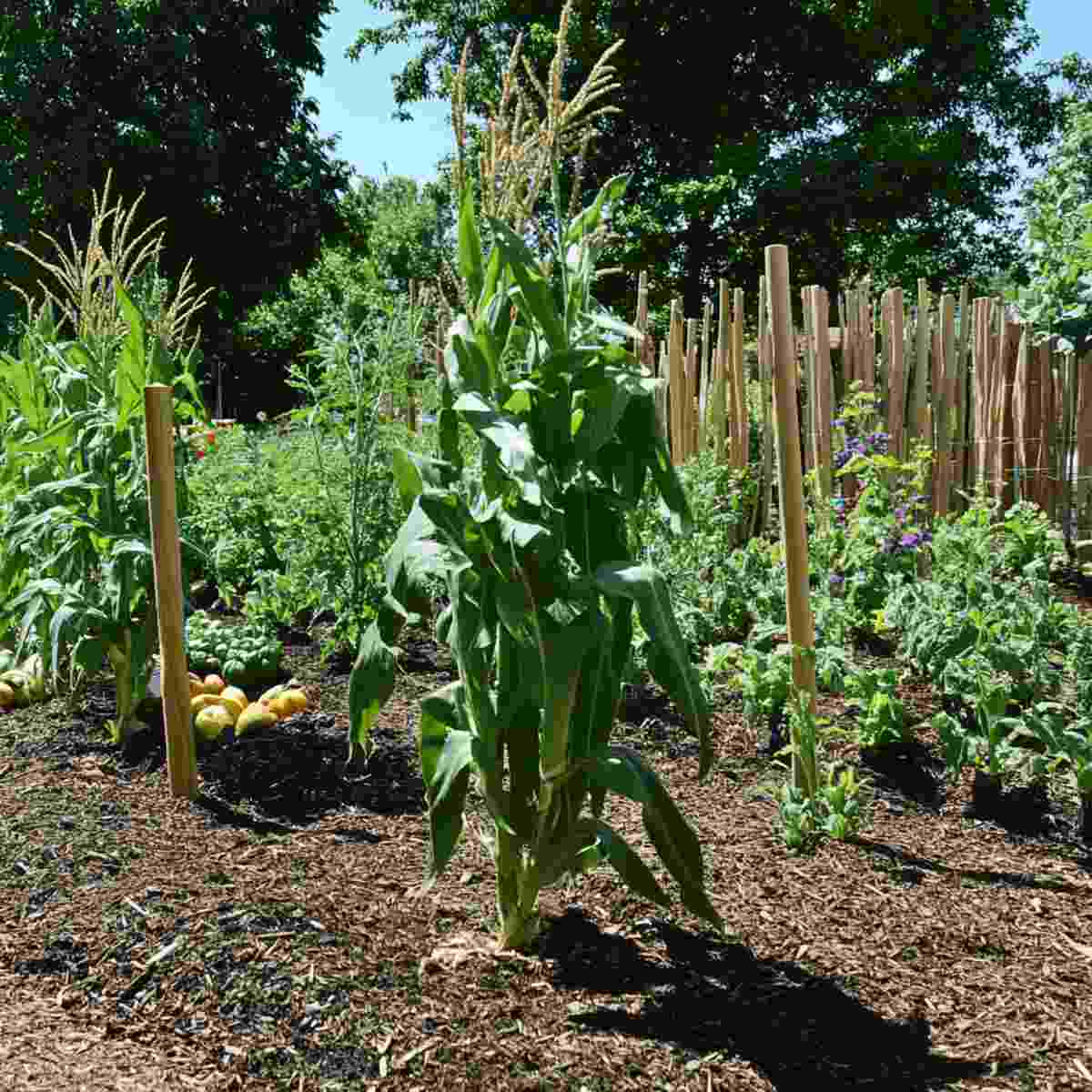 Three Sisters Garden-resized