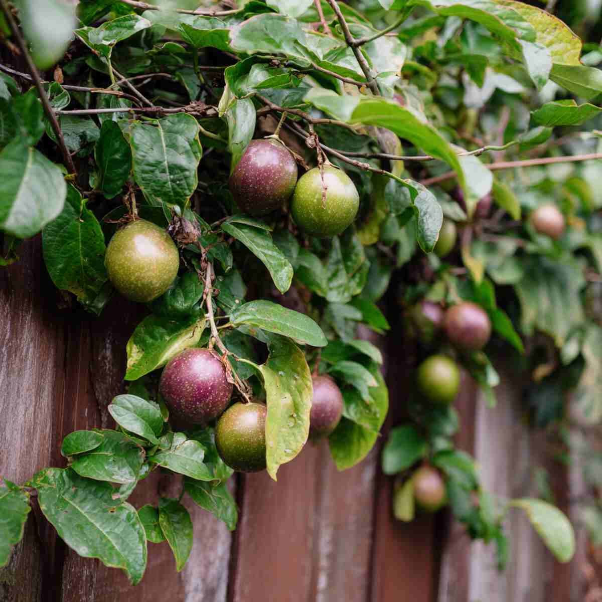 Passion Fruit Vines
