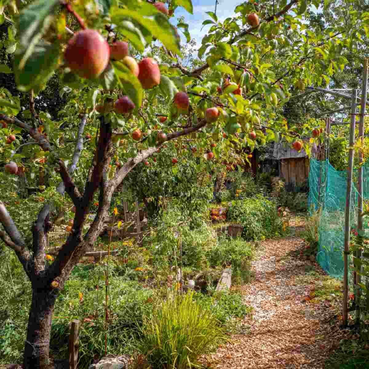 Permaculture Orchard