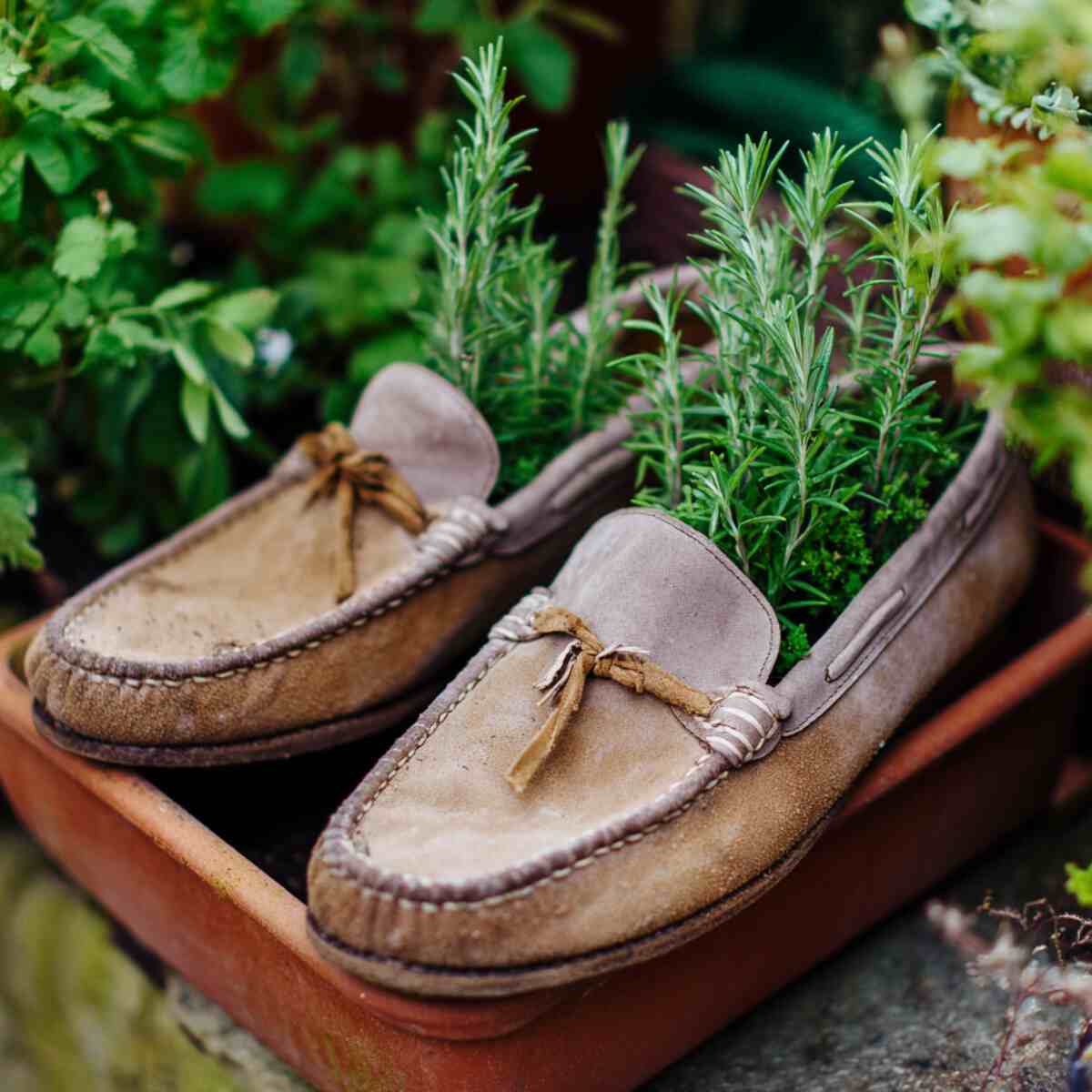 Aromatic Plants in Loafers