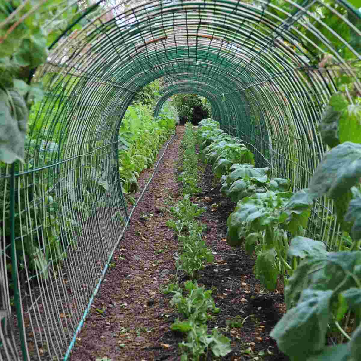 Chicken Wire Tunnel