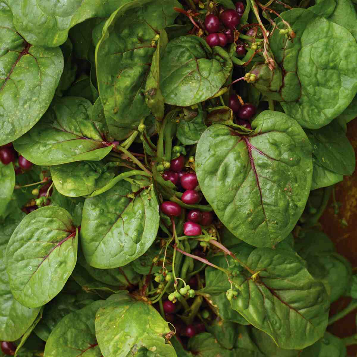 Malabar Spinach