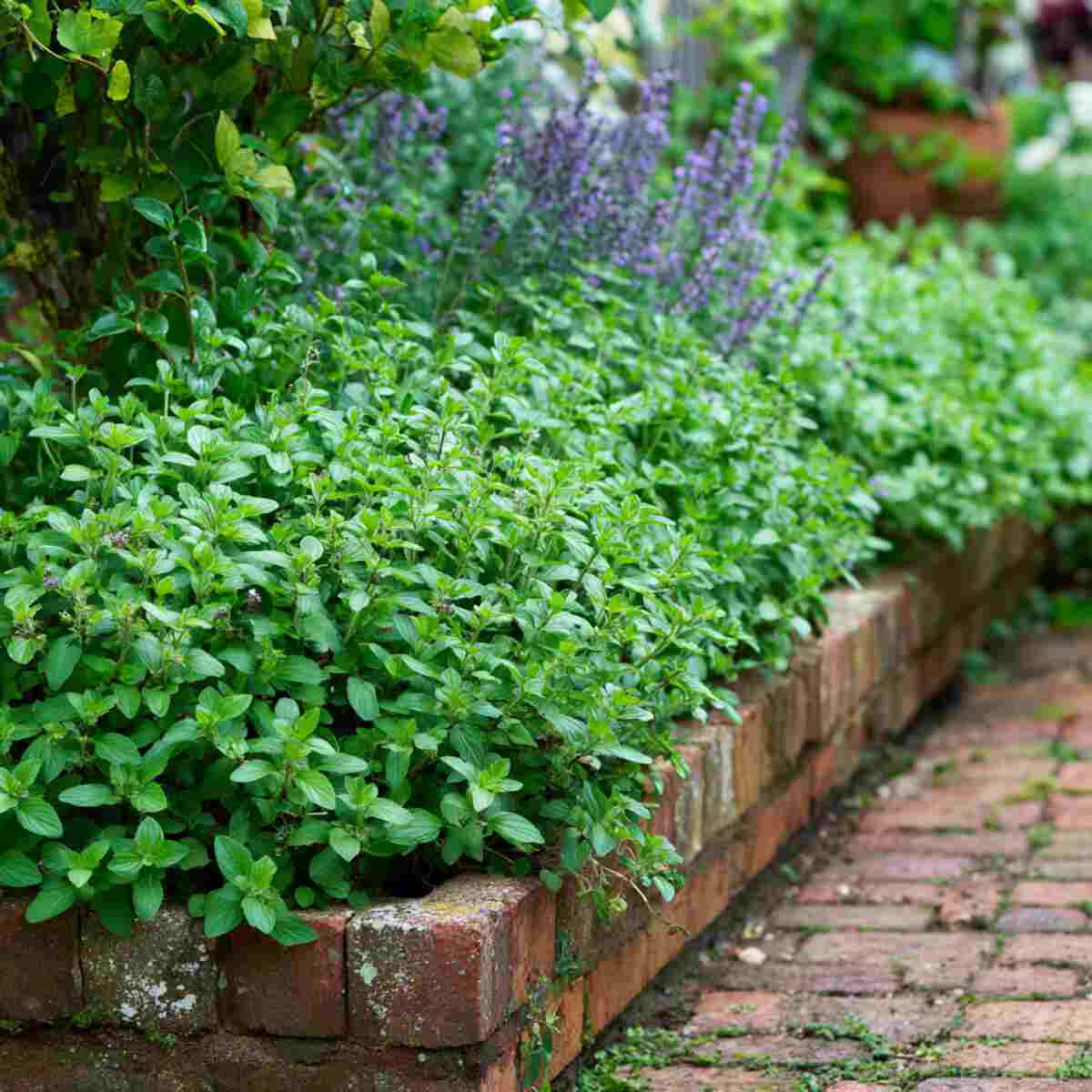 Oregano Outline