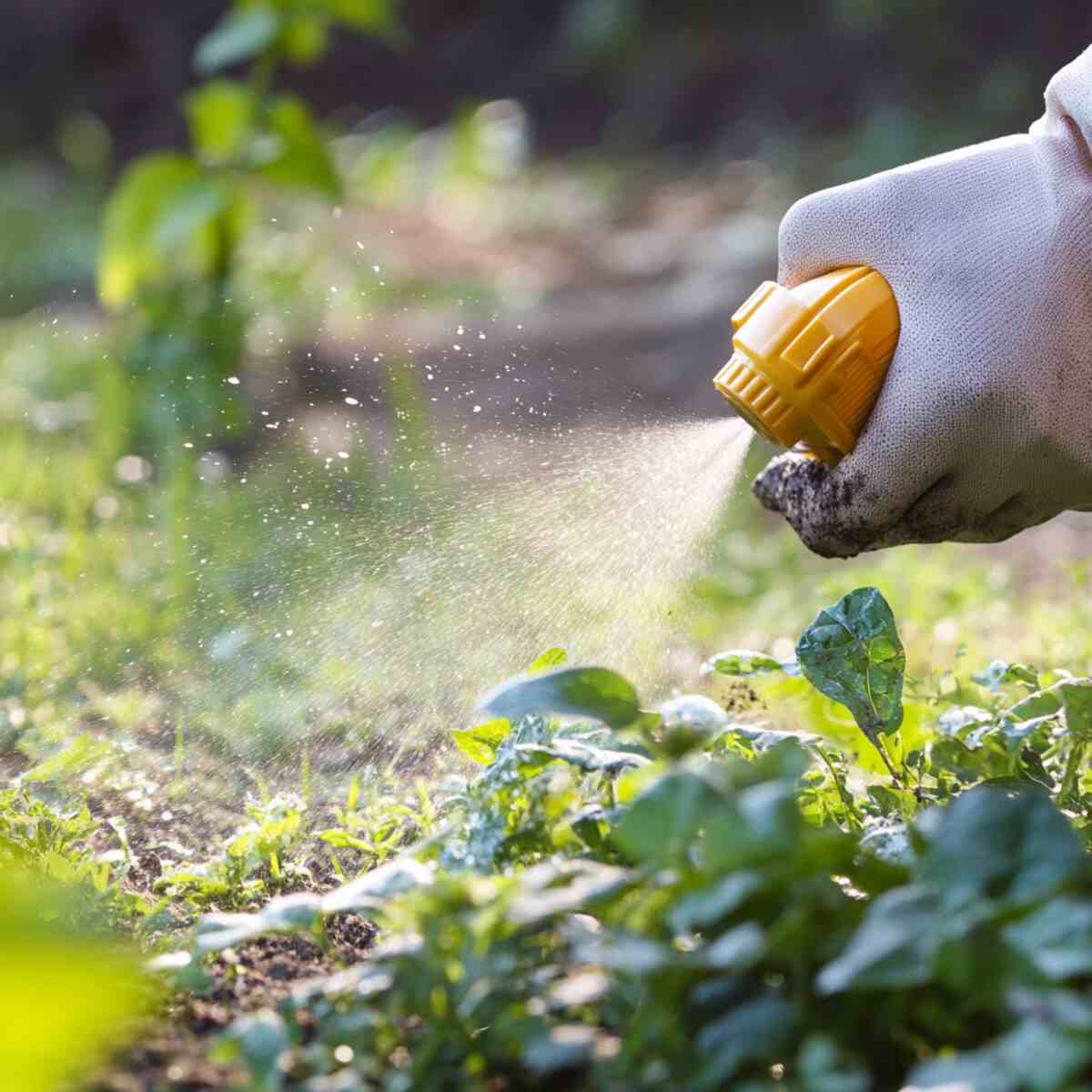 Avoid Pesticides