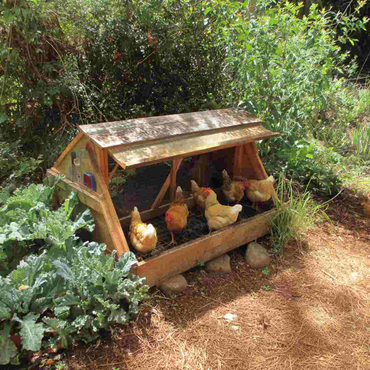 Chicken Tractor Integration