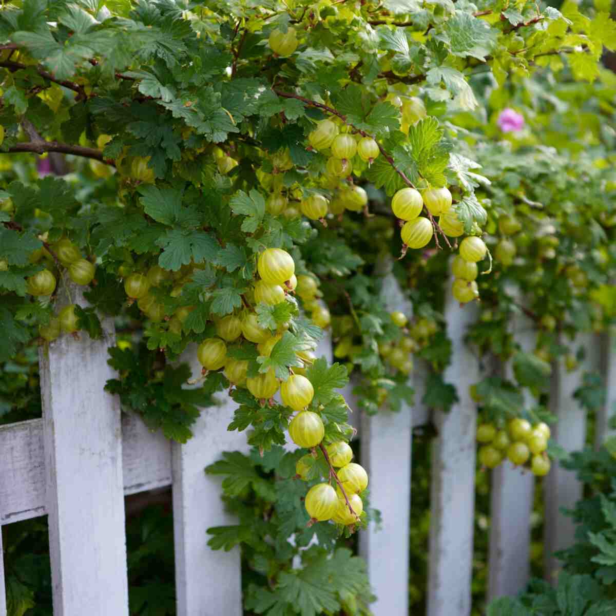 Gooseberry Shrubs