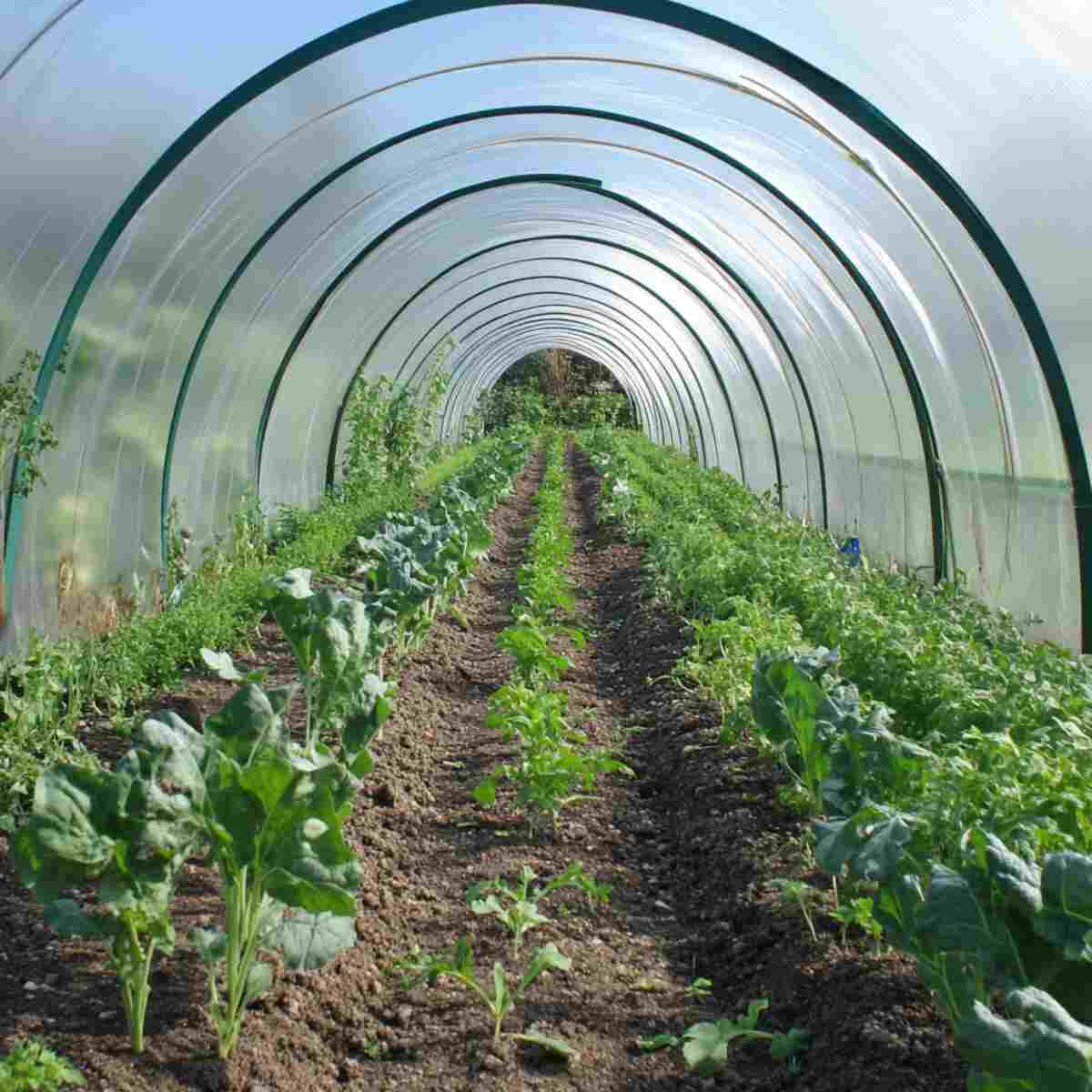 Greenhouse Plastic Tunnel