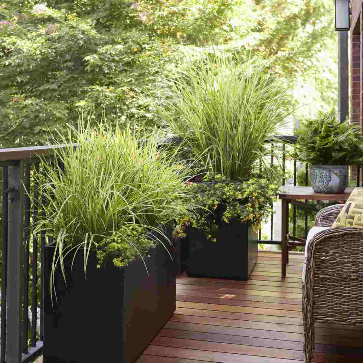 Japanese Forest Grass in Sleek Planters