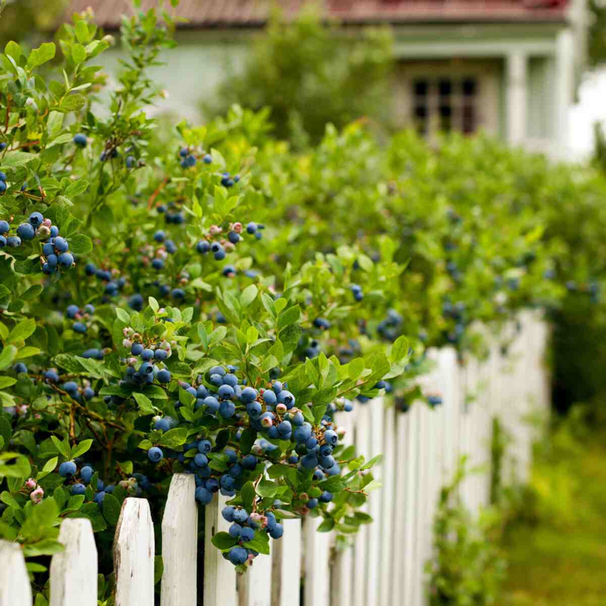 Blueberry Bushes