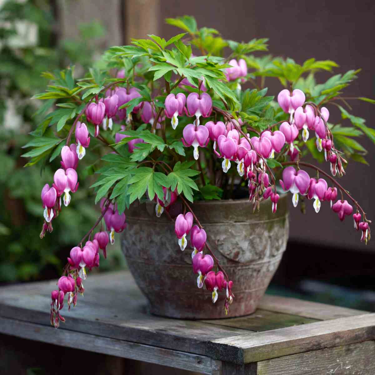 Bleeding Heart in Medium Planters
