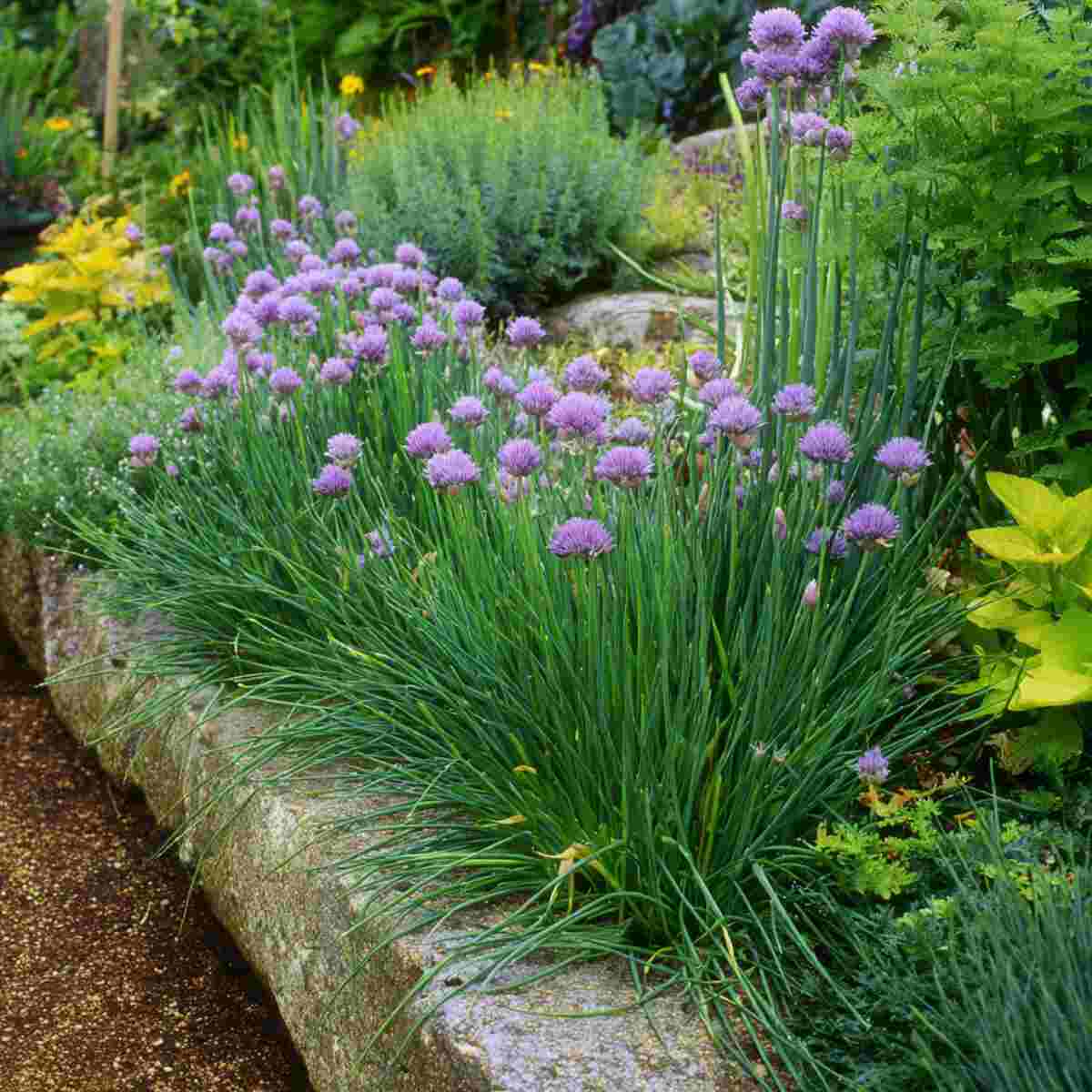 Chives Edge Row