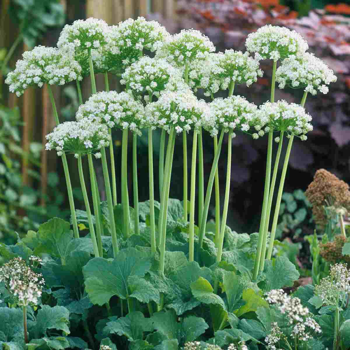 Incorporate Goldenrod