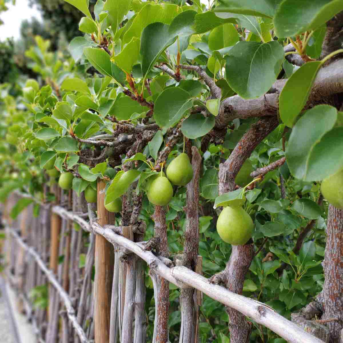 Espaliered Pear Trees