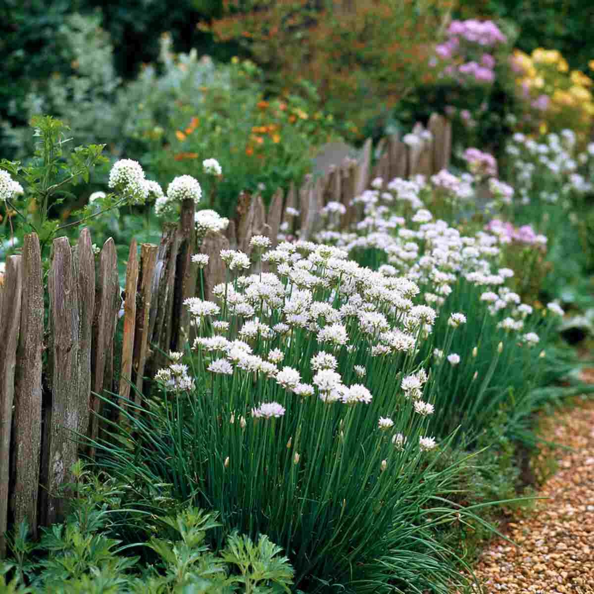 Garlic Chive Fence
