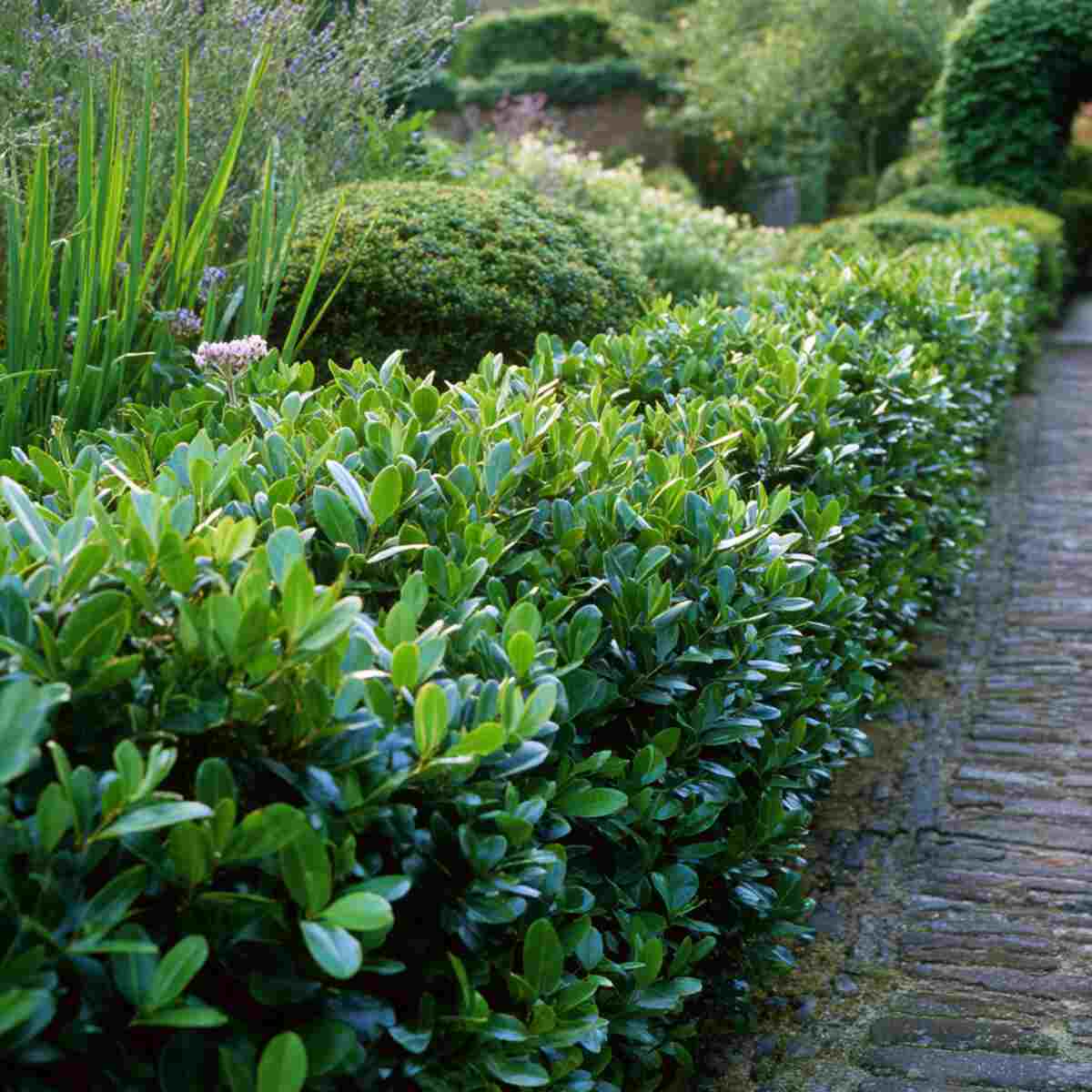 Bay Leaf Hedge