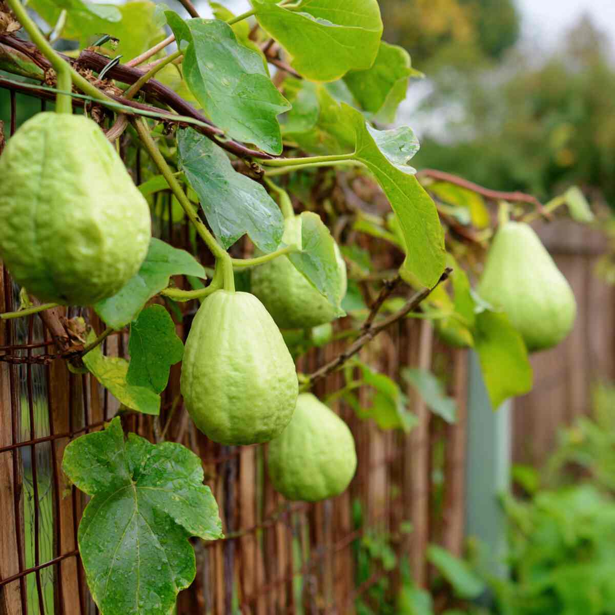 Chayote (Vegetable Pear) Vines