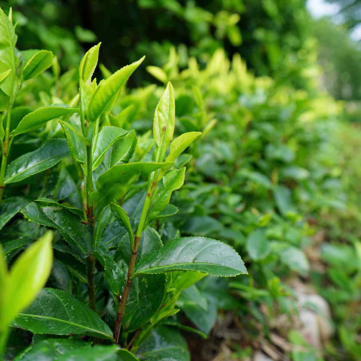 Tea Plant Garden