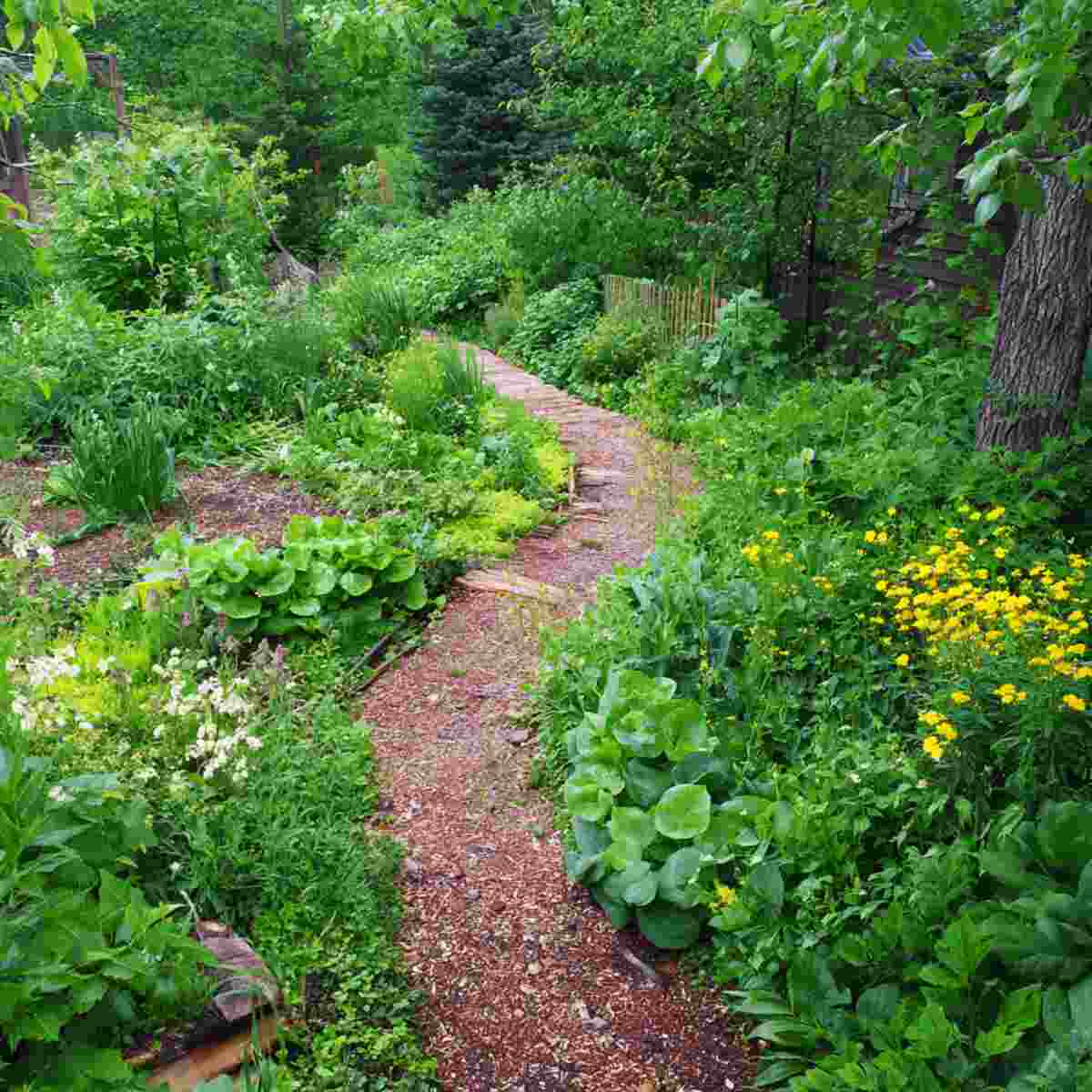 Edible Perennial Pathways