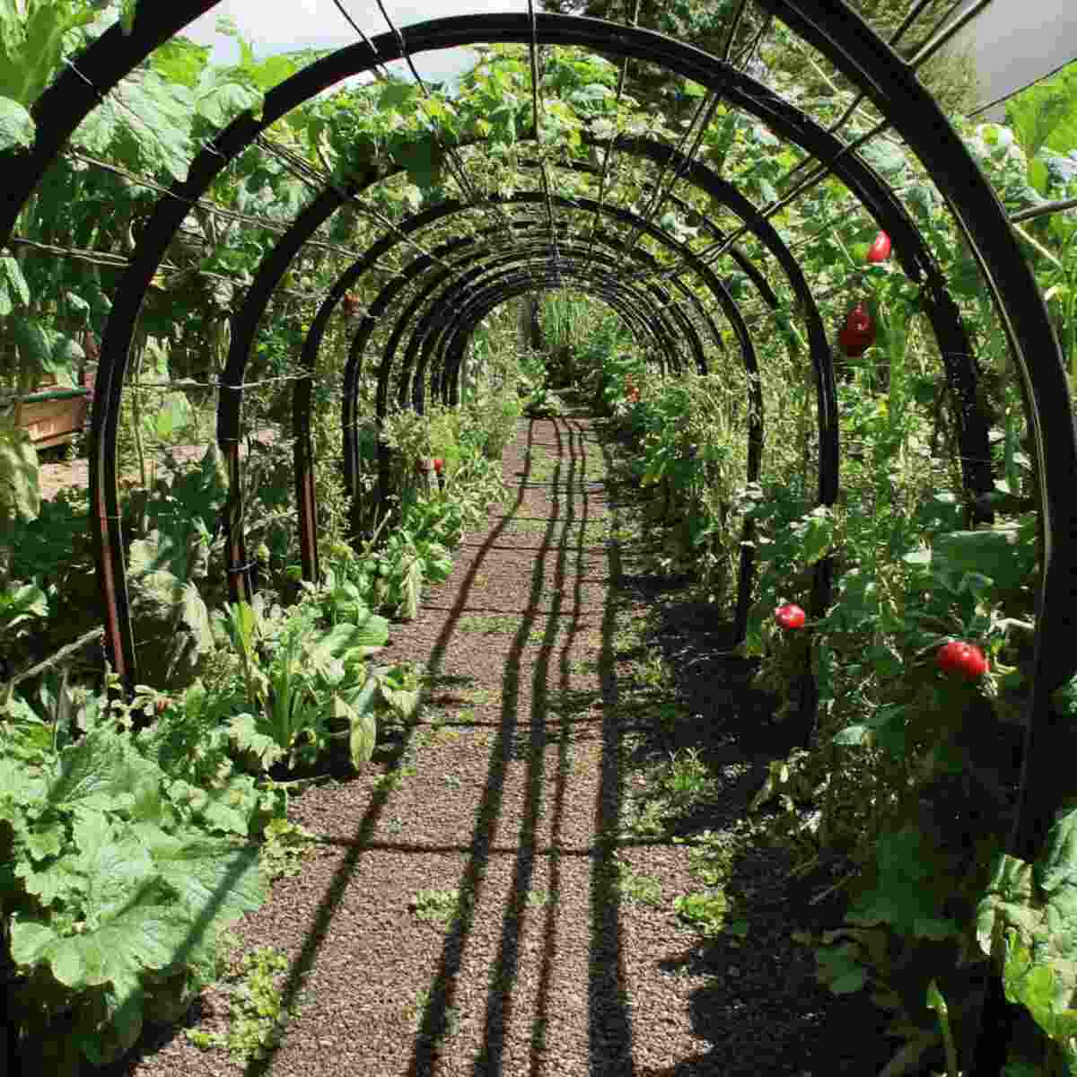 Garden Trellis Tunnel
