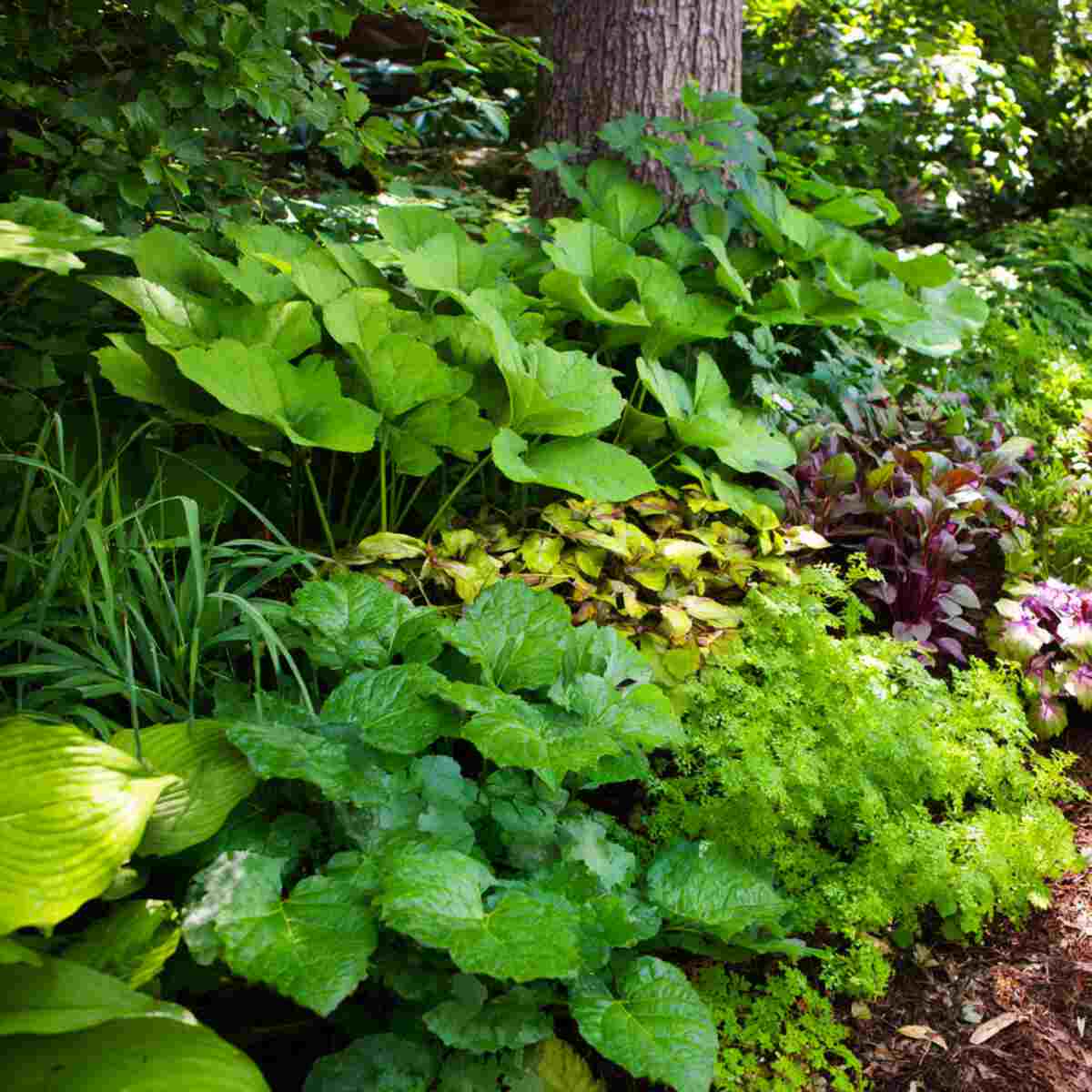 Shade-Loving Edibles Understory
