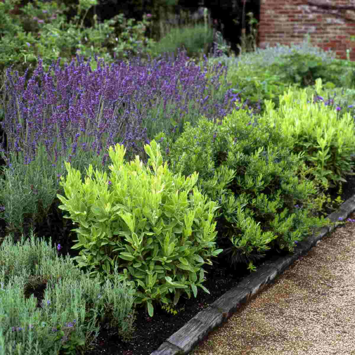 Wormwood Margin