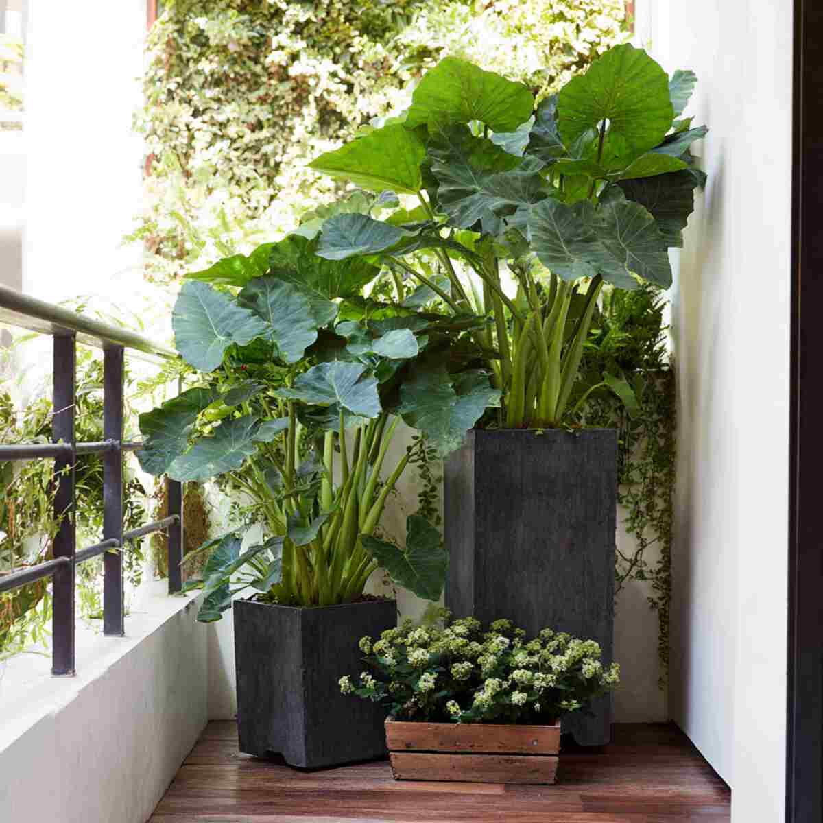 Alocasia in Tall Corner Containers