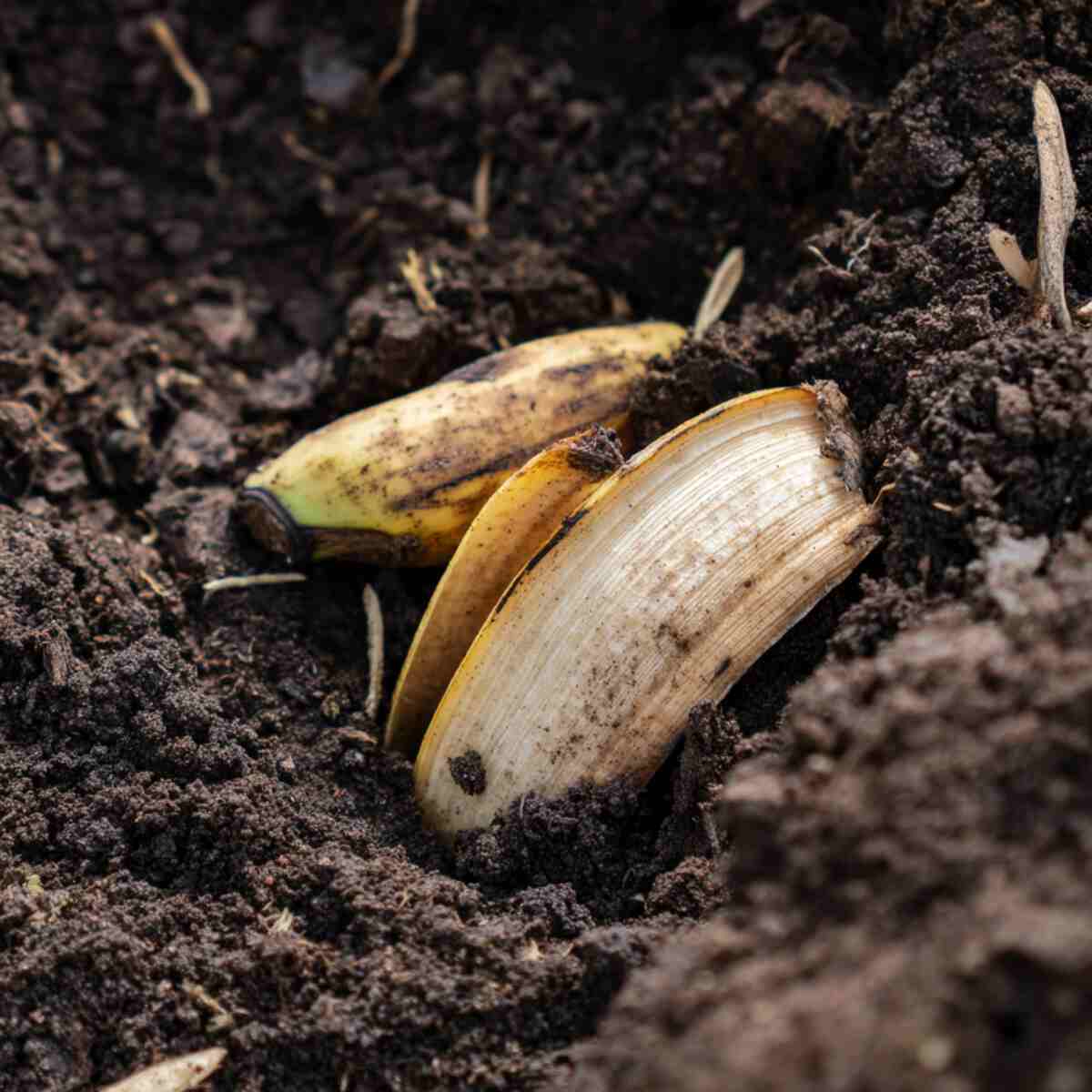 Banana Peel Fertilizer
